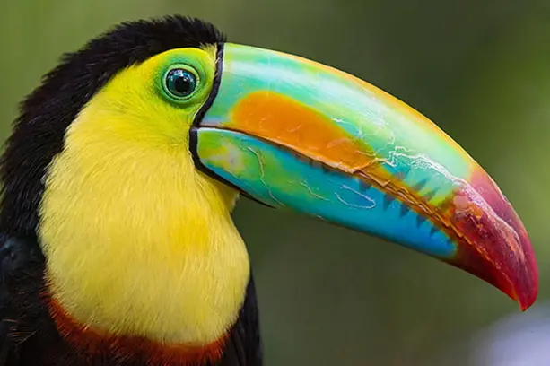 tucan